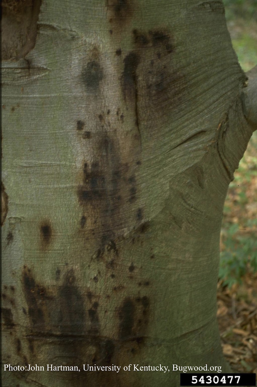 Phytophthora cactorum canker on beech tree Forest Phytophthoras of